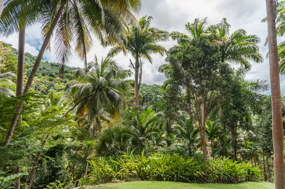 tropical forest in barbados