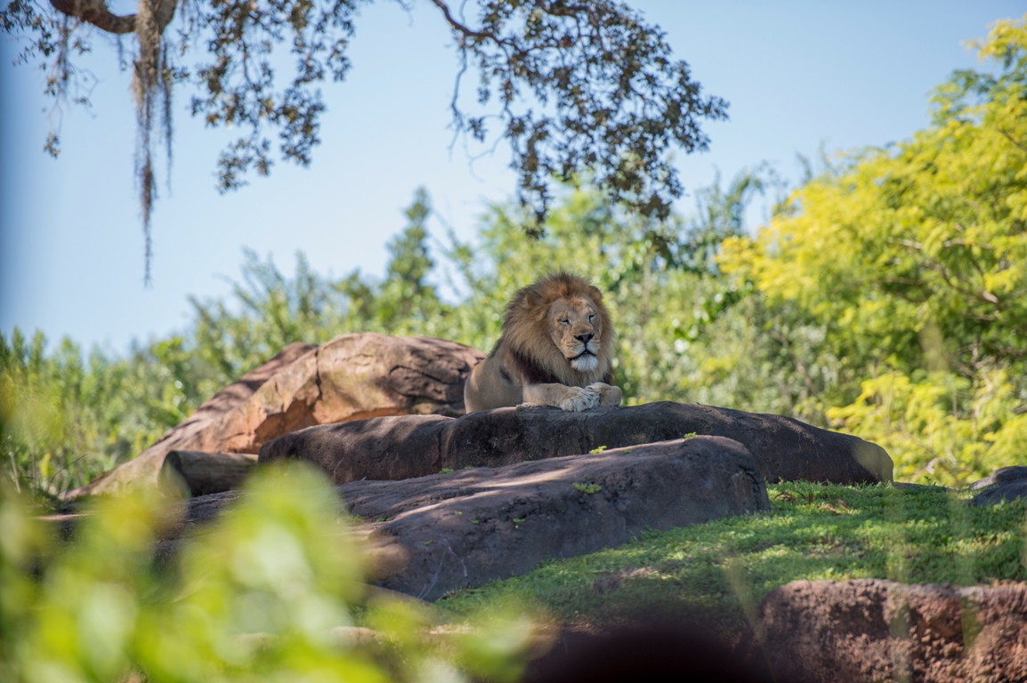 lion disney animal kingdom