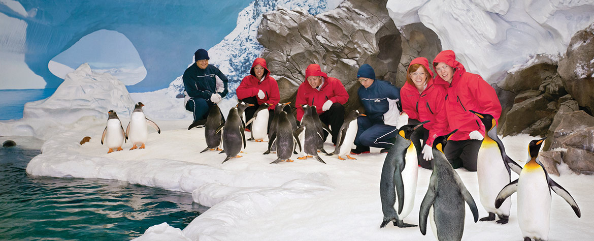penguins seaworld orlando