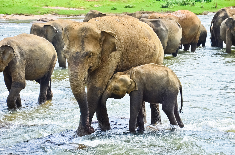 Sri Lankan Elephant