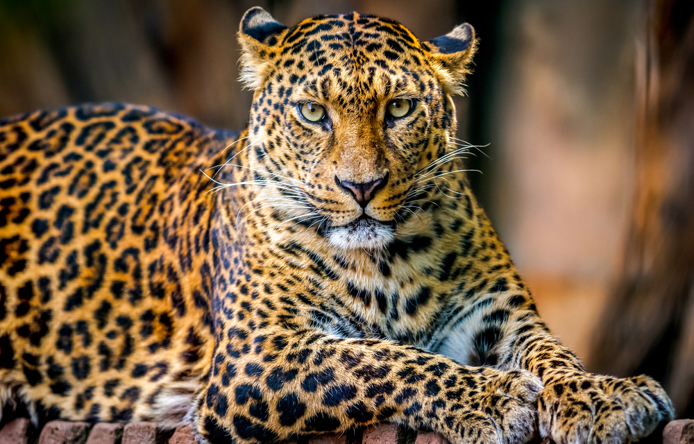 wild leopard in sri lanka