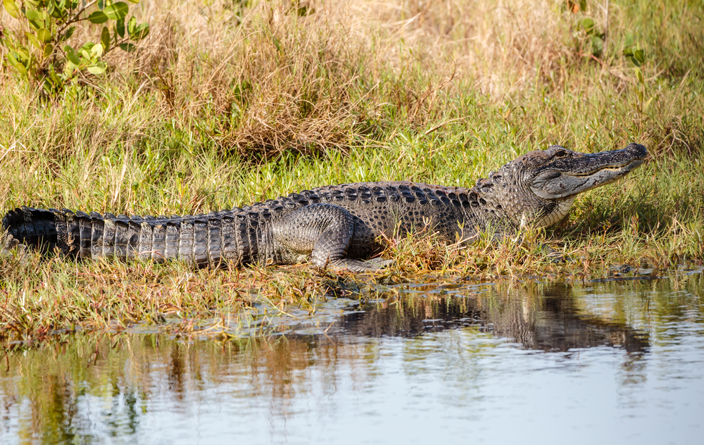 american alligator