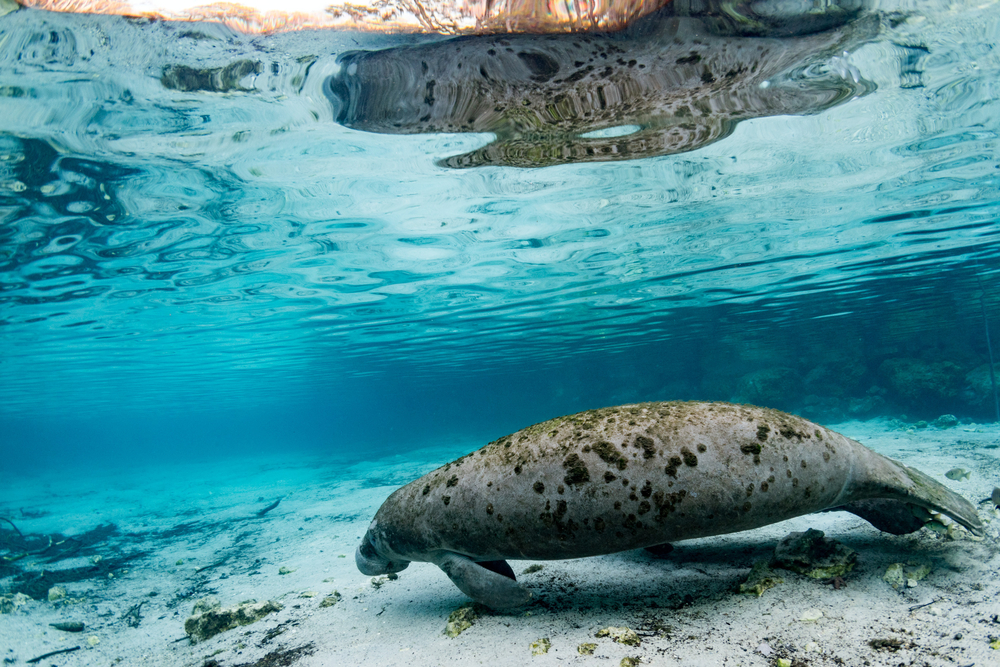 Manatees in Florida