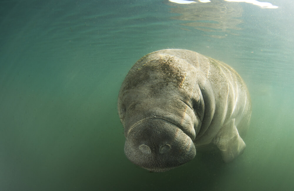 Manatee Park in Fort Myers