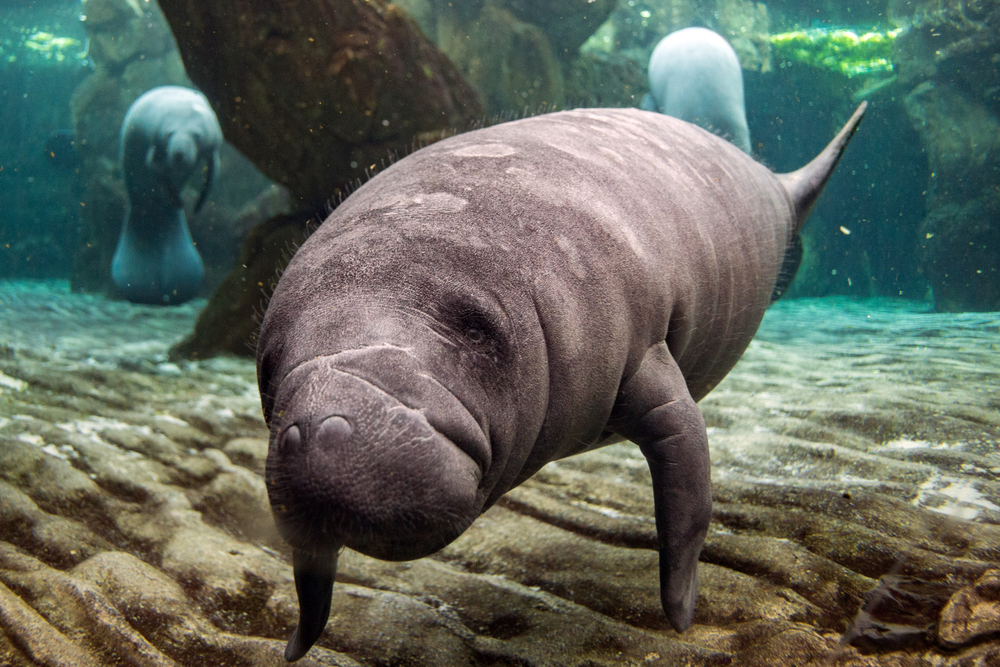 Manatees in florida