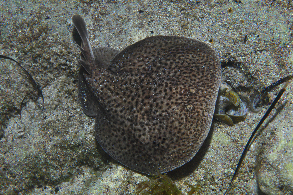 Marbled Electric Ray