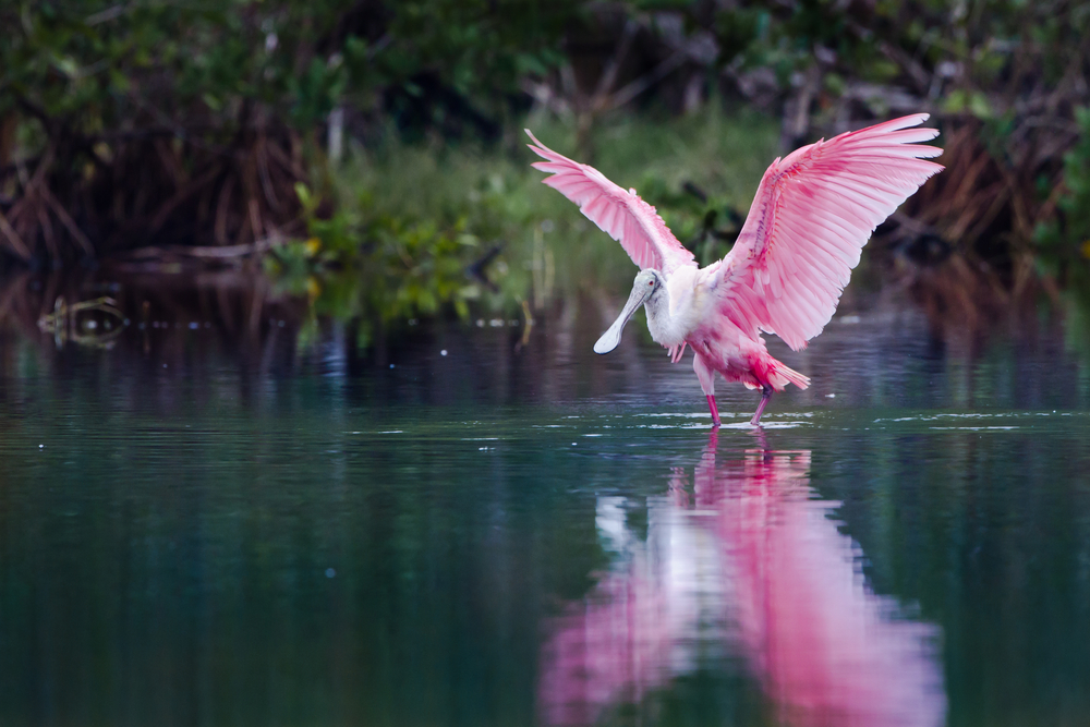 birds in florida