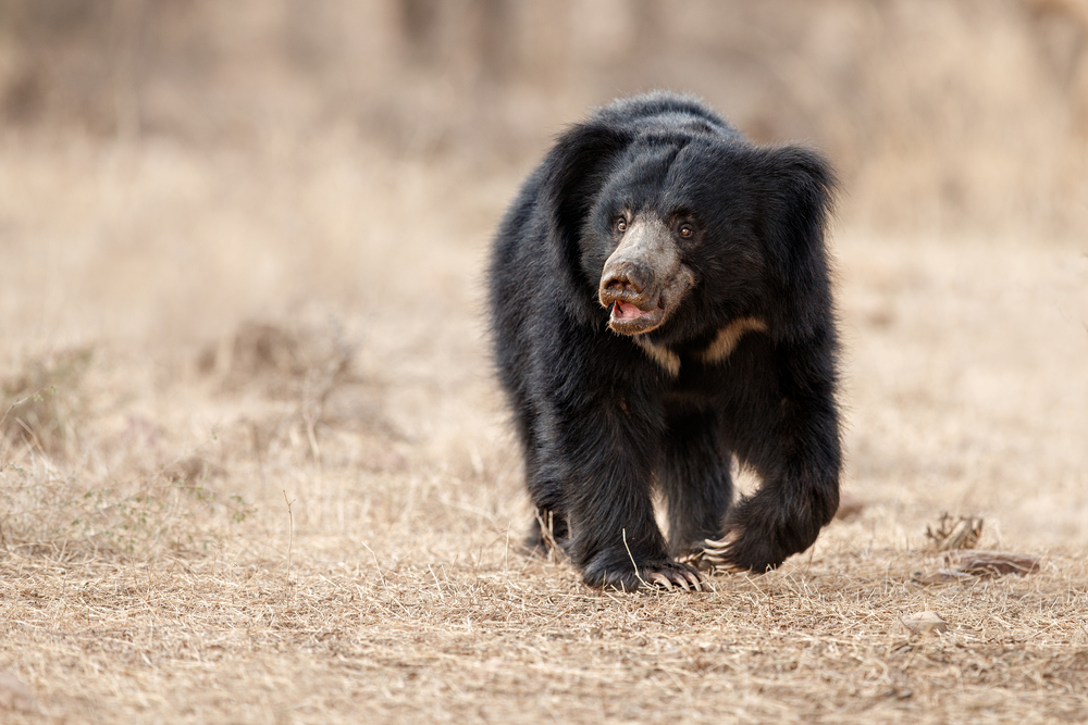 Sloth Bear in sri lanka