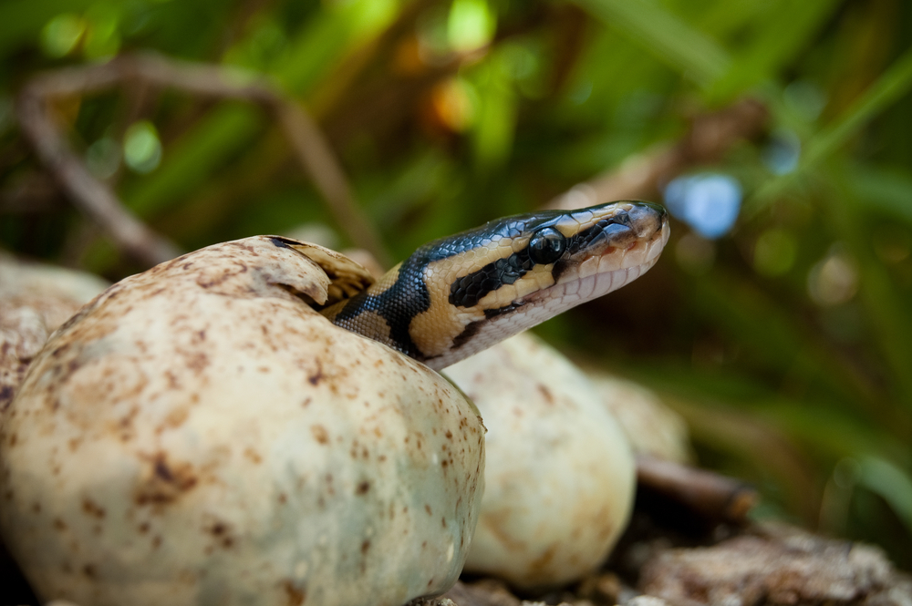 snake in florida