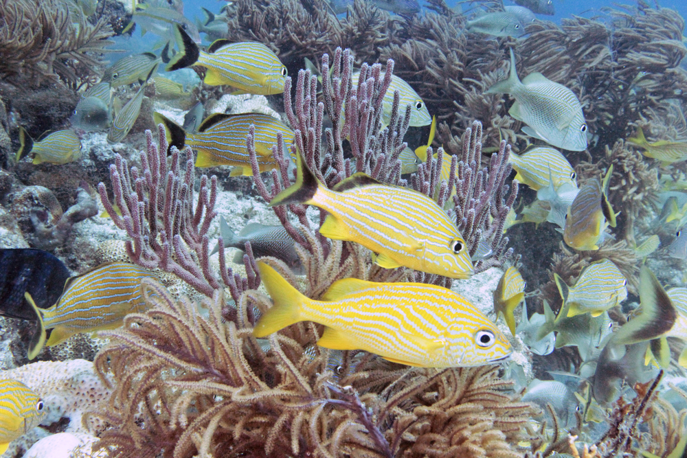 diving in florida keys