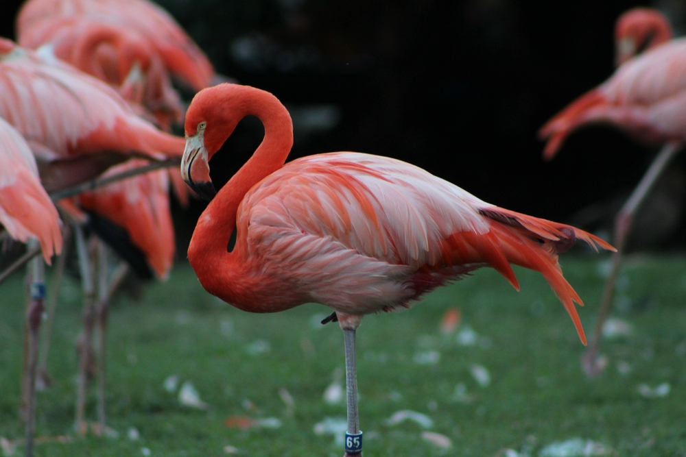 flamingo zoo florida