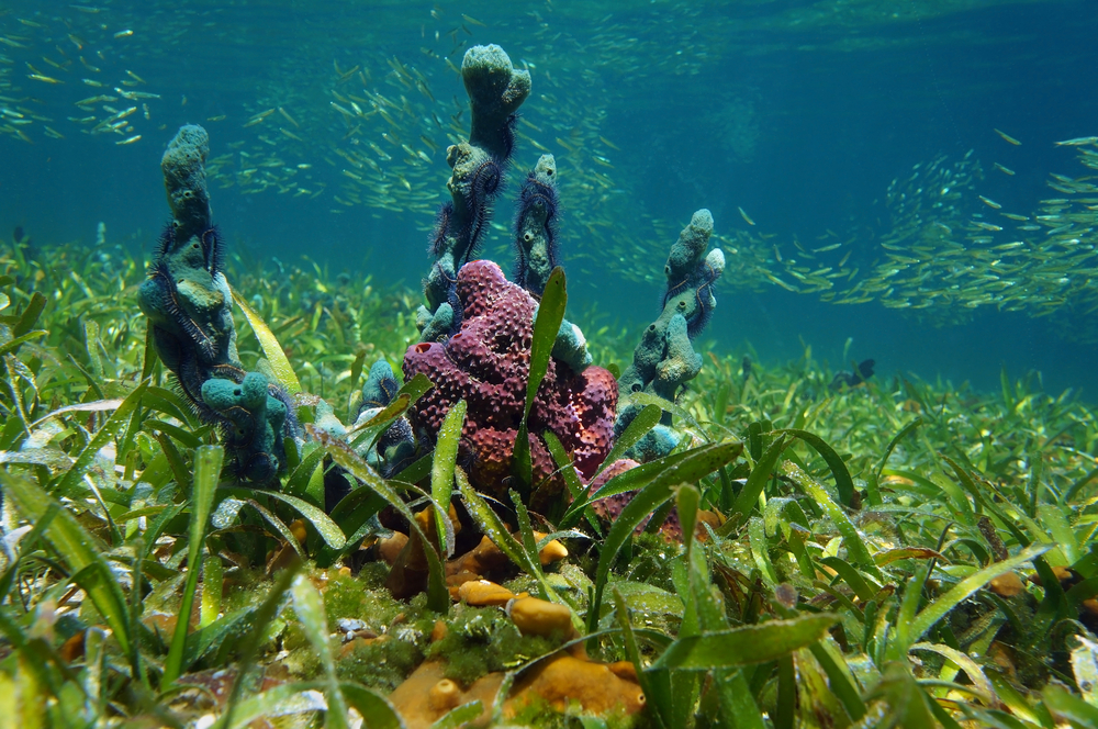 coral in florida keys