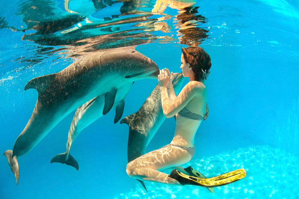 swimming with dolphins