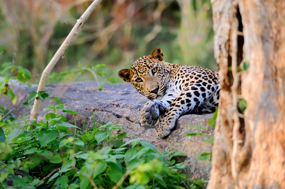 leopard in sri lanka