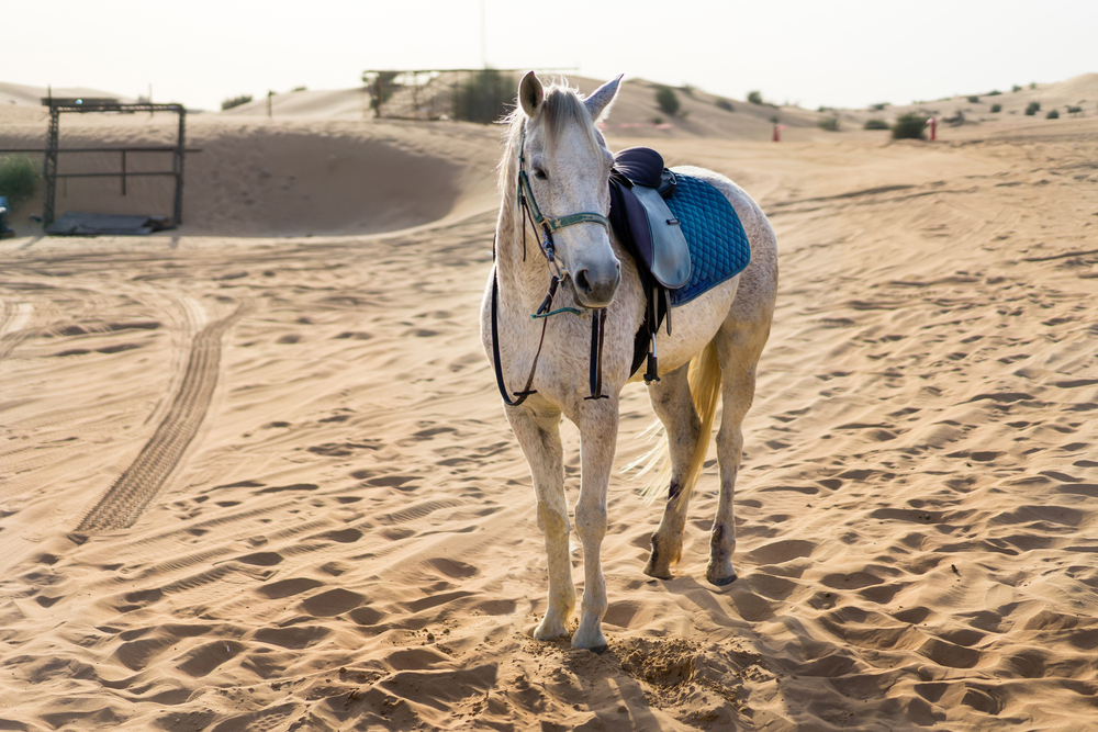 Horse riding in dubai desert