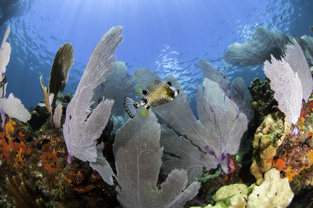 snorkelling in the florida keys