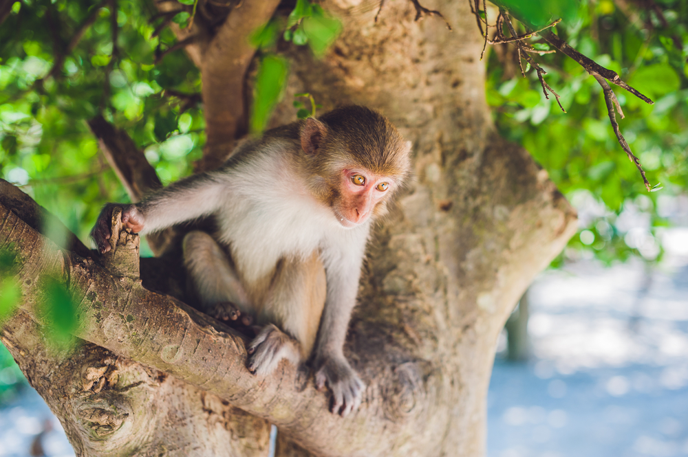 Monkey Island of Homosassa