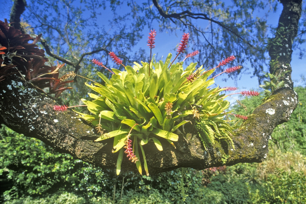 botanical garden