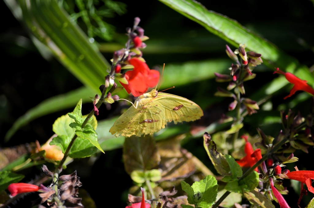 garden in orlando