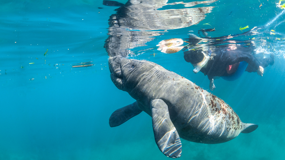 Snorkel with Manatees in florida