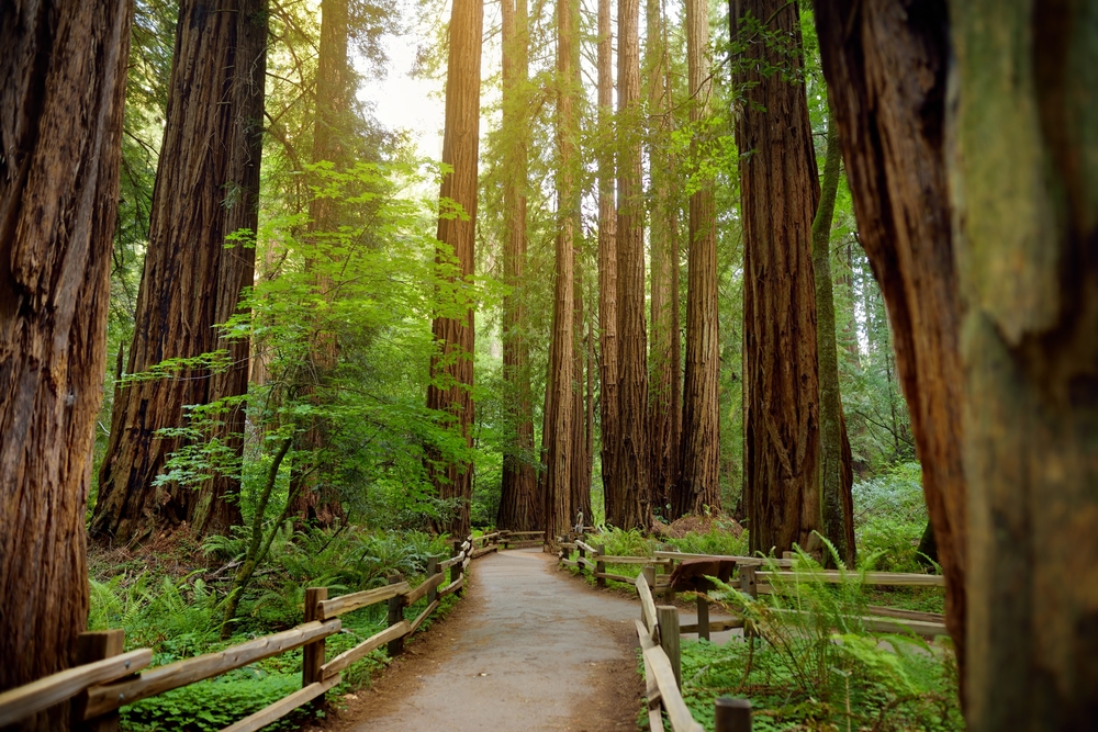 Muir Woods San Francisco