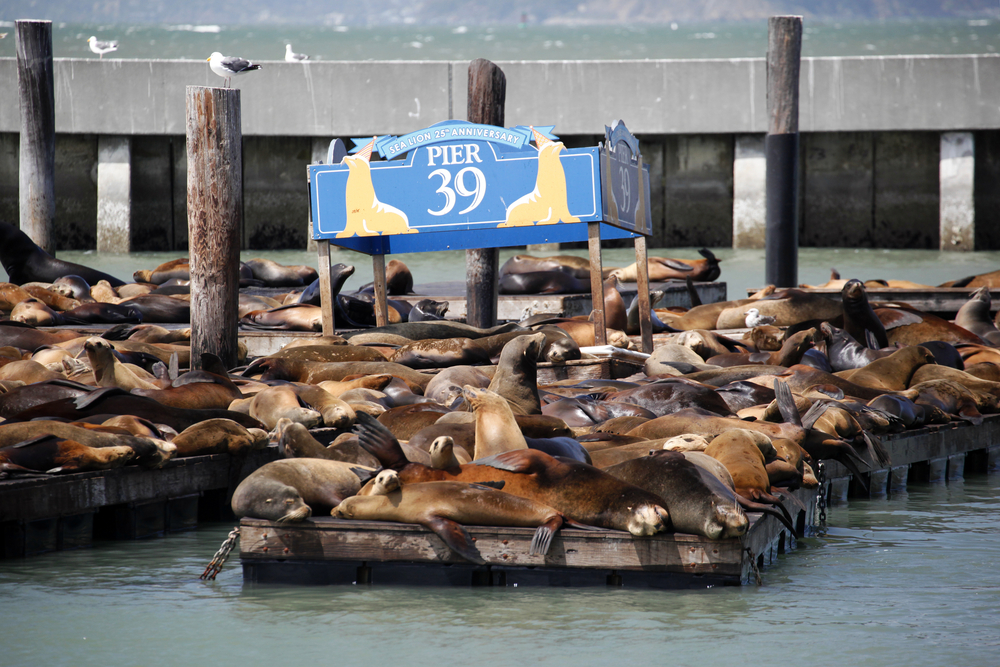 pier 39 san francisco