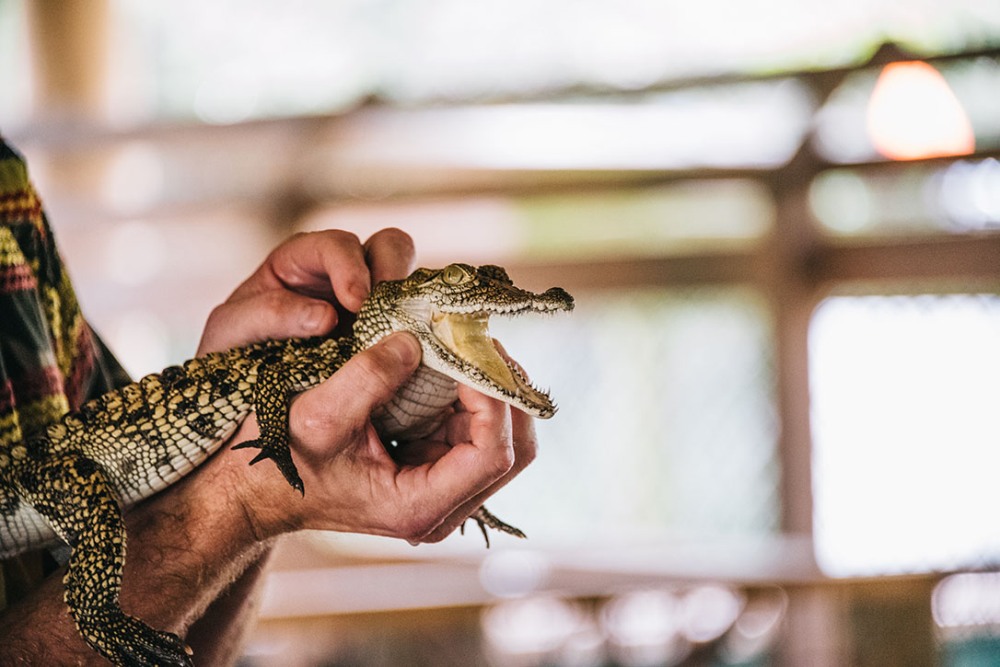 Everglades Alligator Farm miami
