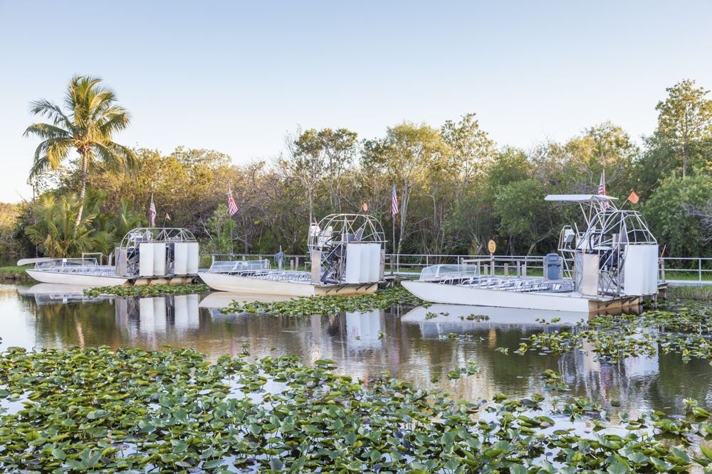 Alligator watching in Orlando