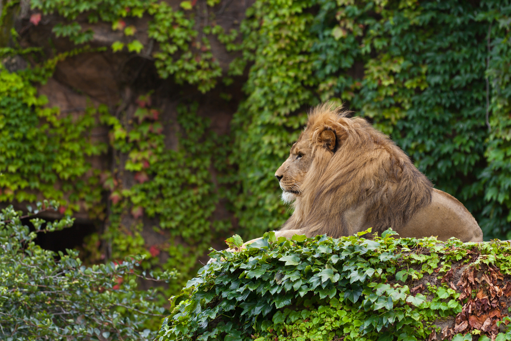 Lincoln Park Zoo chicago