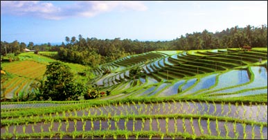 Bali Holidays