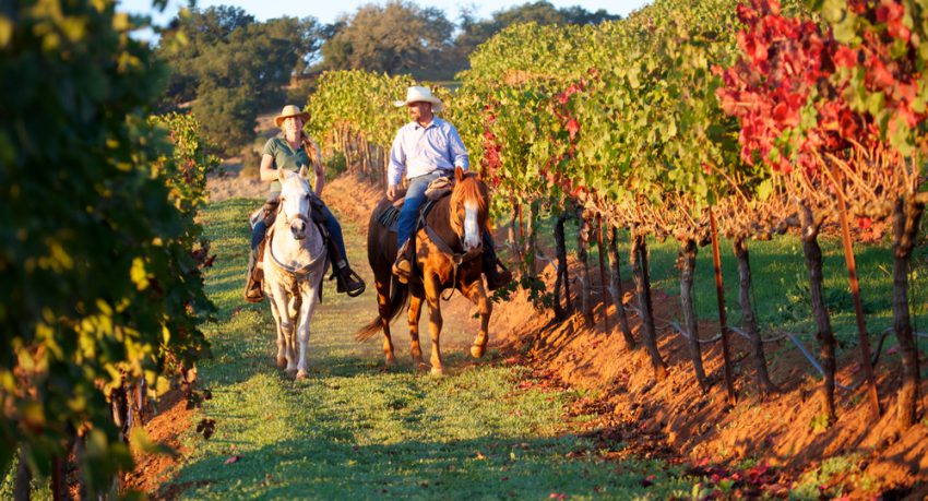 vineyard riding