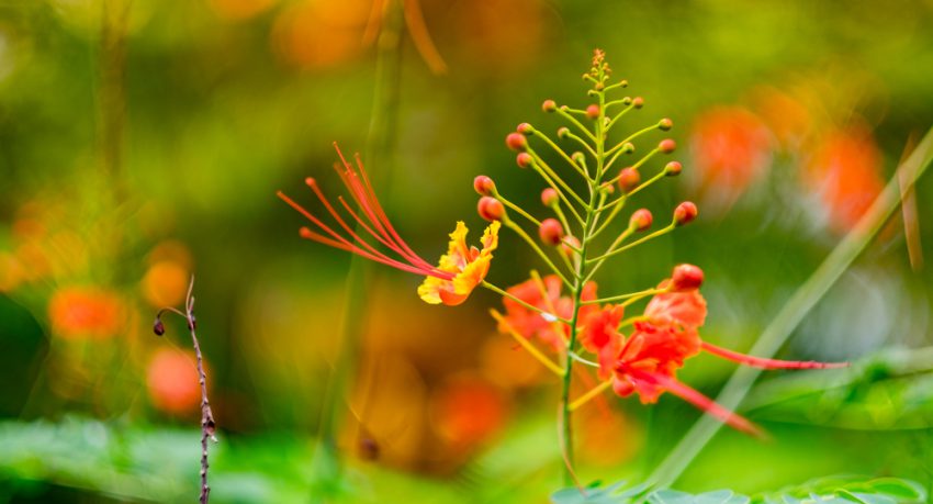 flower in barbados garden