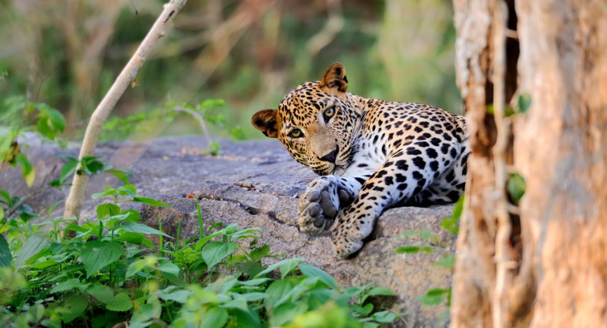 sri lankan leopard lying down