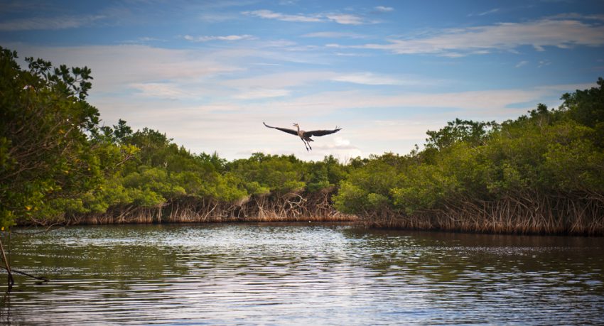 blue heron taking flight in the everglades