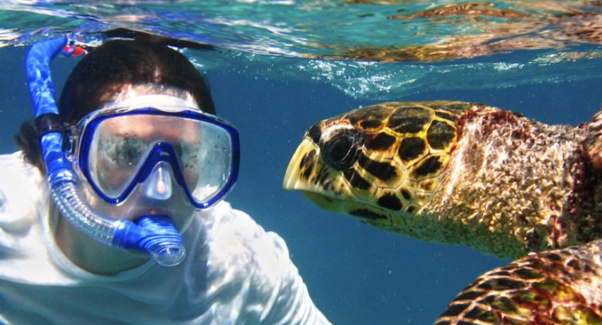 diving with turtles