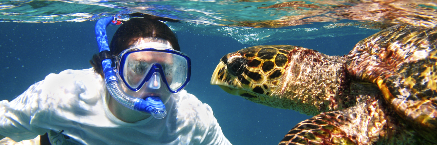 5 of the Best Unique Animal Encounter in Florida by Holiday Genie