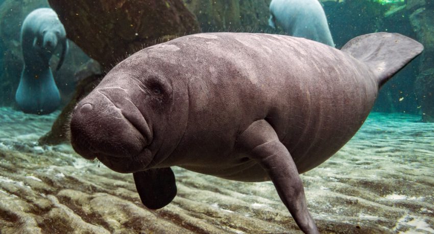 manatee underwater