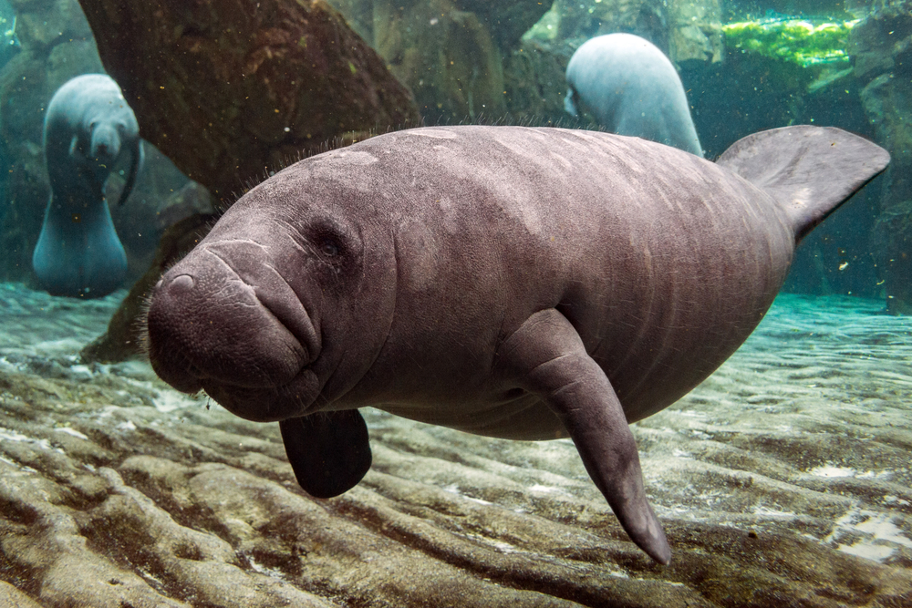 Best Places to See Manatees in Florida by Holiday Genie