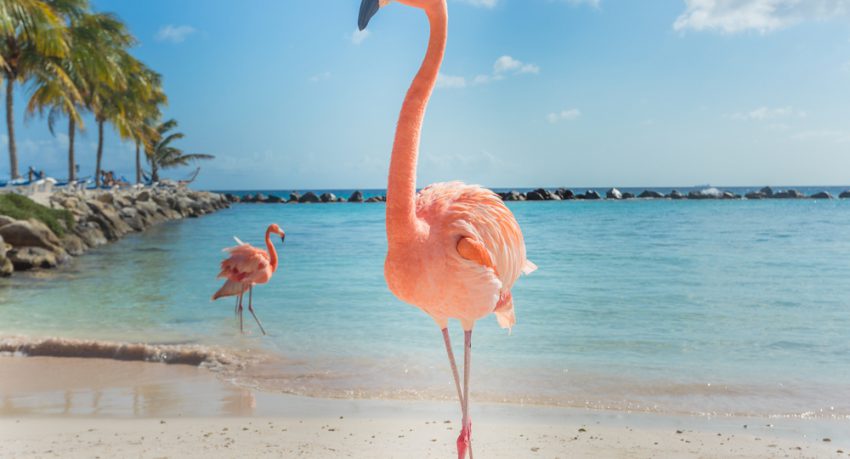 flamingos on caribbean beach