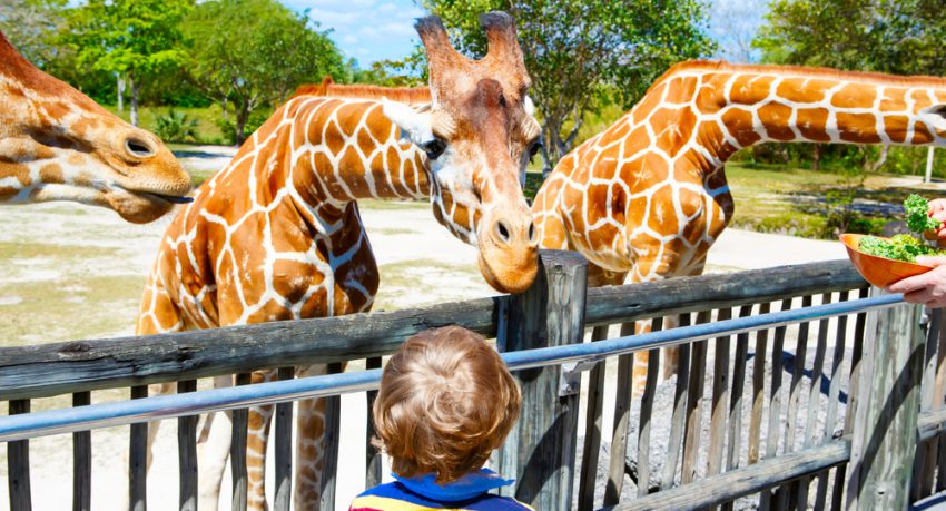 giraffes in orlando zoo