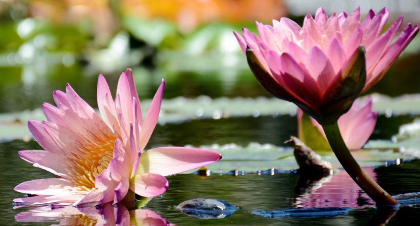 Top 5 Botanical Gardens In Orlando You Should Really Visit