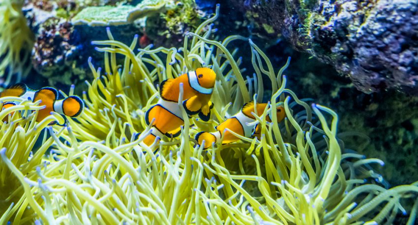 florida aquarium