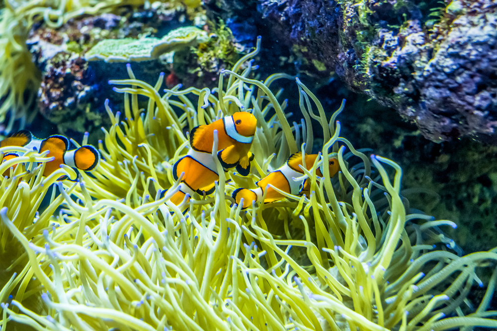 5 Of the Best Aquariums in Florida Holiday Genie Blog