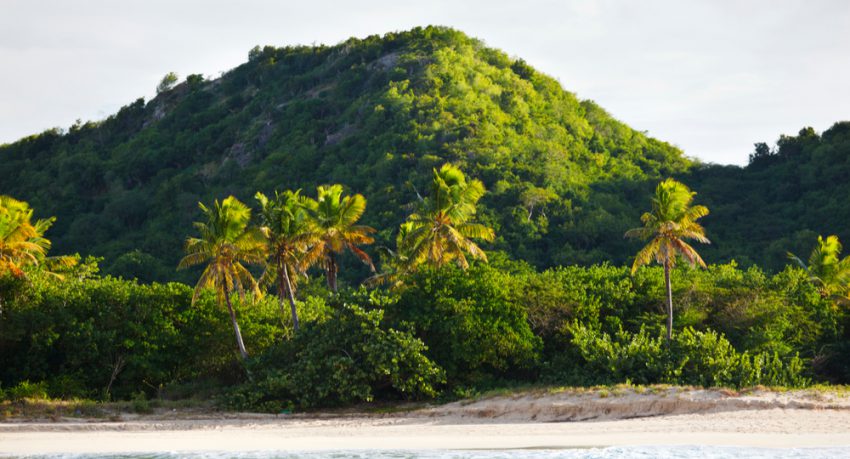 antigua rainforest